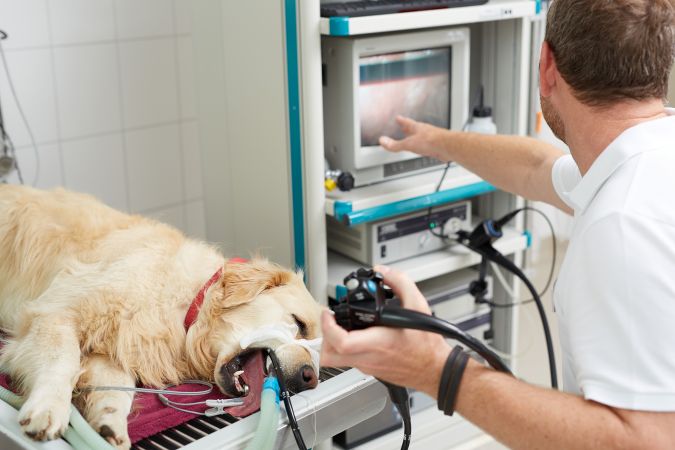 AniCura Kleintierspezialisten Kempten