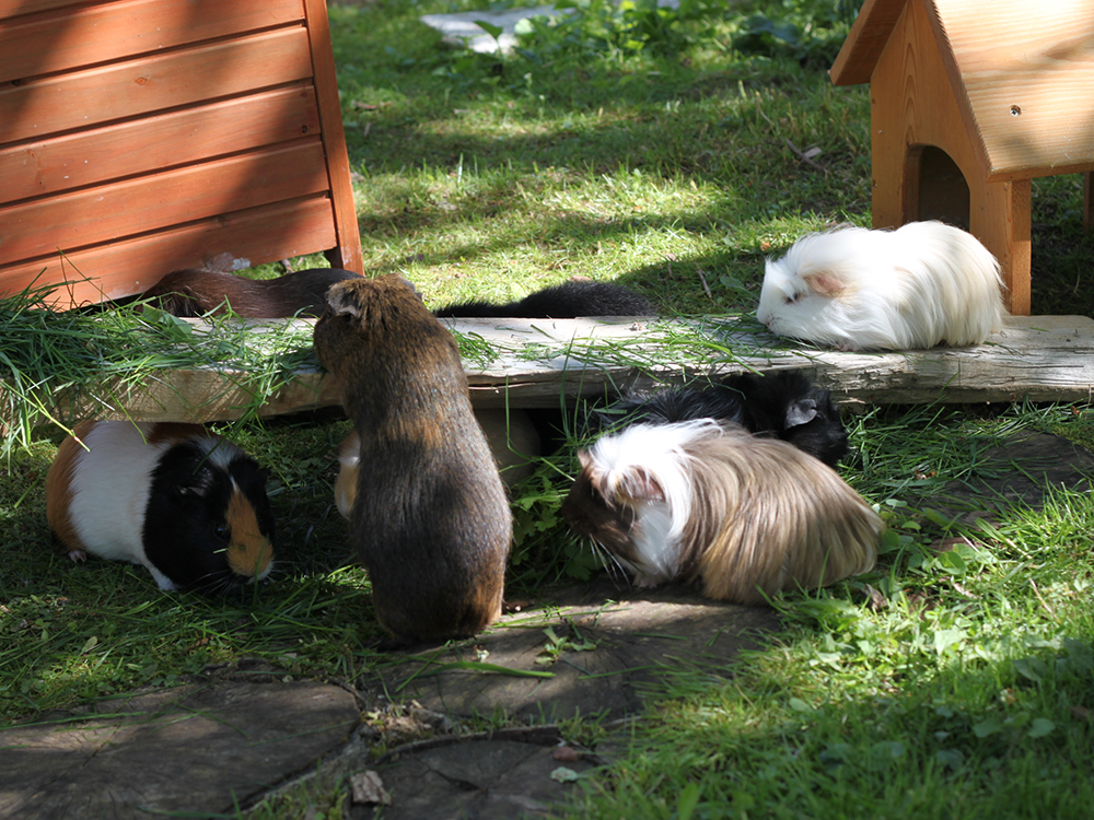 Tierklinik Krafzel GmbH