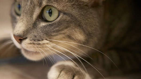 Hund-Katze-Rind - Tierarztpraxis Hauck