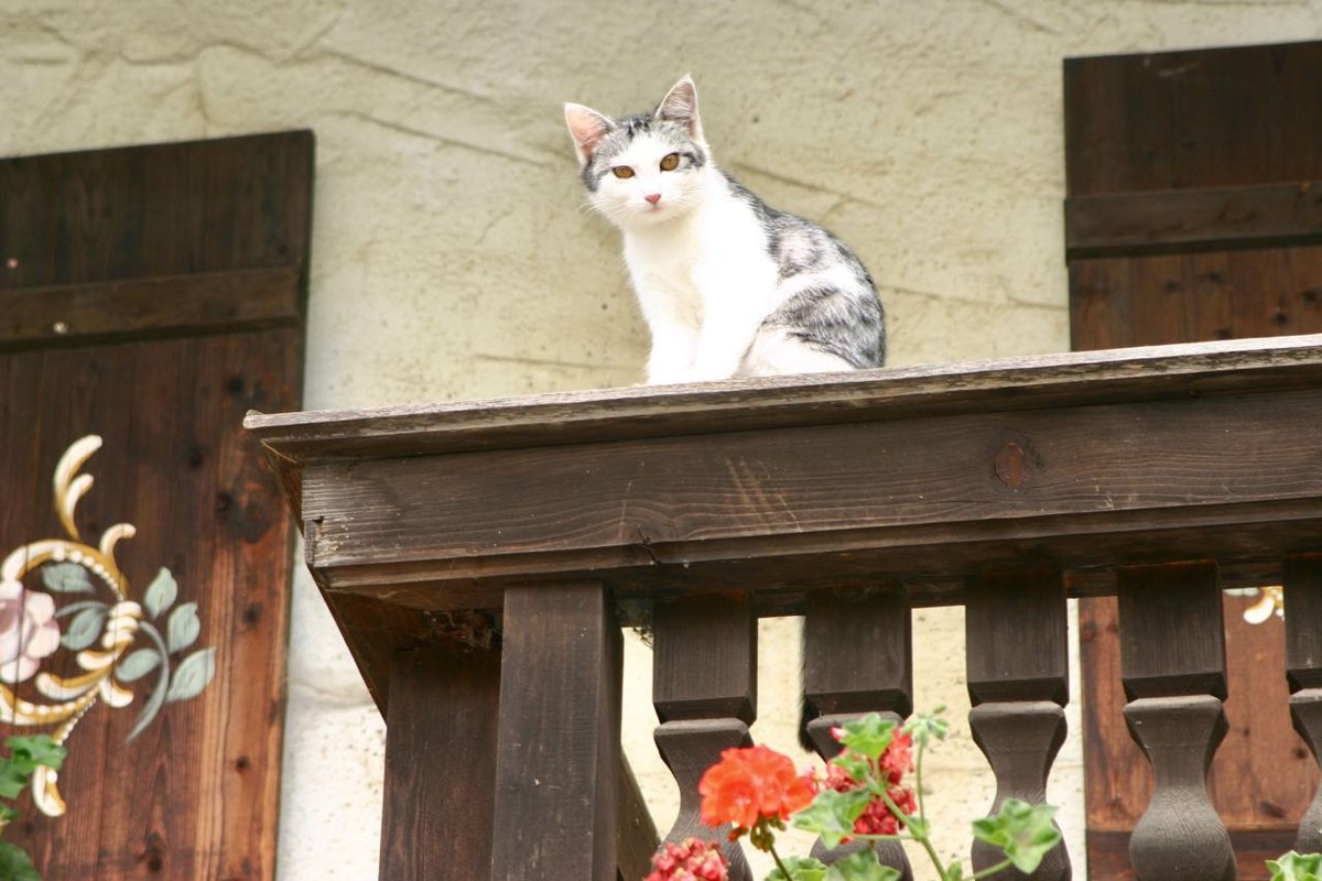 Tierarztpraxis Steingaden, Dr. med. vet. Christina Hank