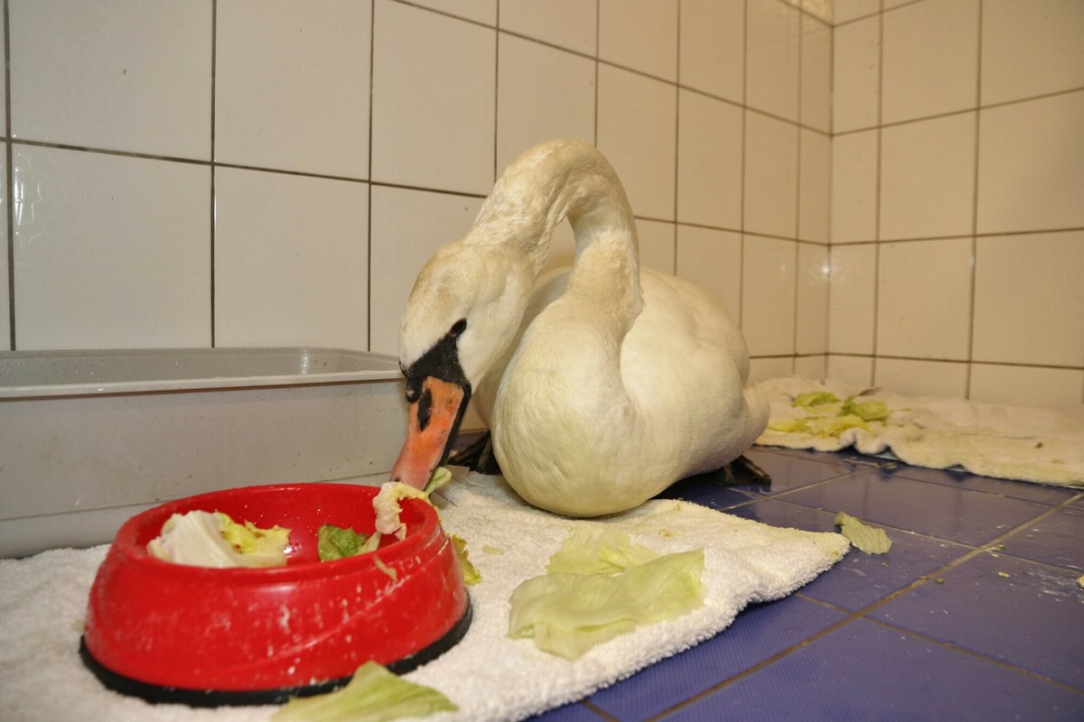 Tierklinik Blaichach