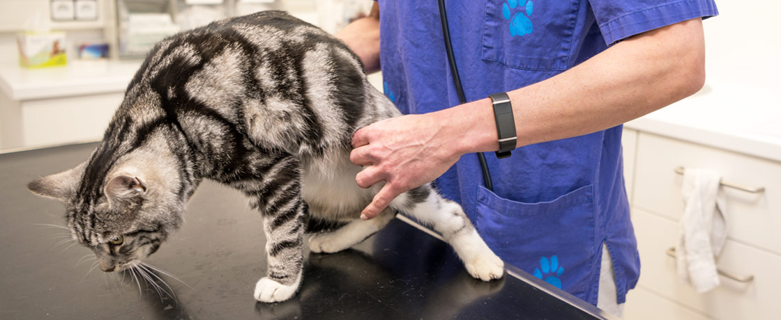 Zentrum für Tiermedizin Pürgen