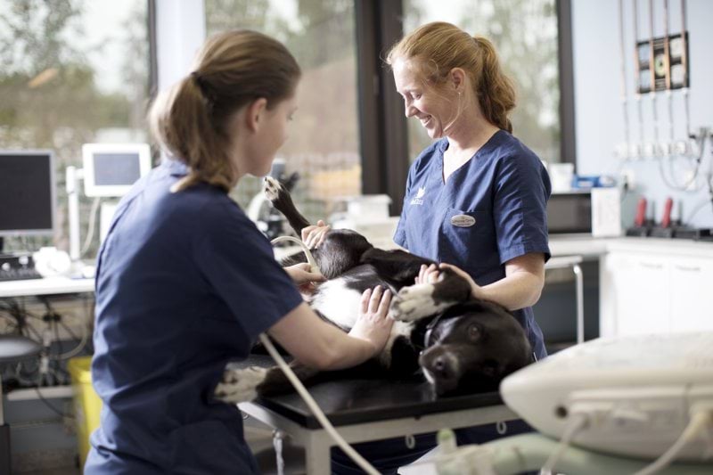 AniCura Tierklinik Bamberg