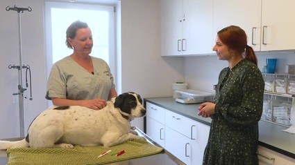 AniCura Tierklinik Haar