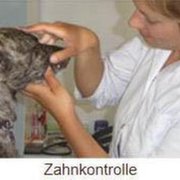 Dr. med.vet. Elke Treitinger