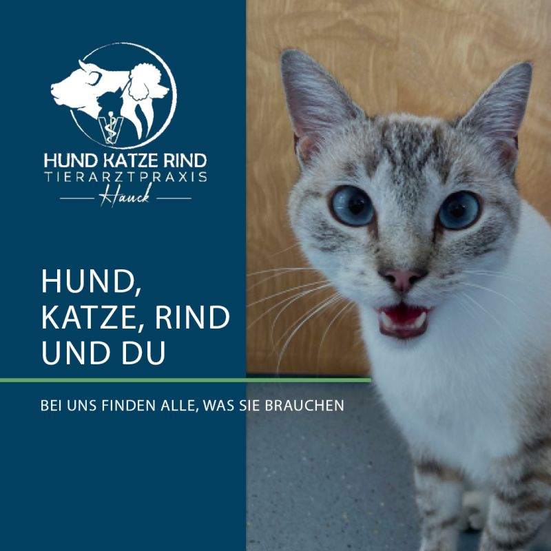 Hund-Katze-Rind - Tierarztpraxis Hauck