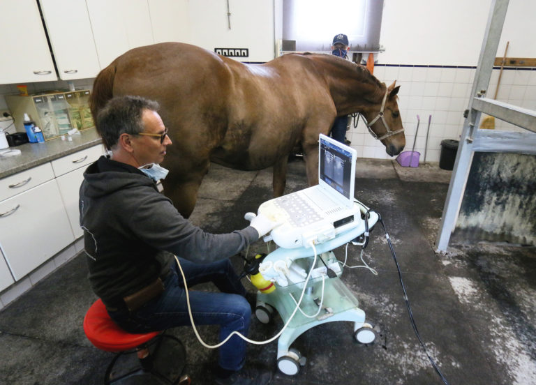 Tierärztliche Klinik für Pferde Wolfesing
