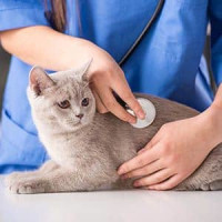 Dr. med. vet. Ursula Heim, Tierärztin