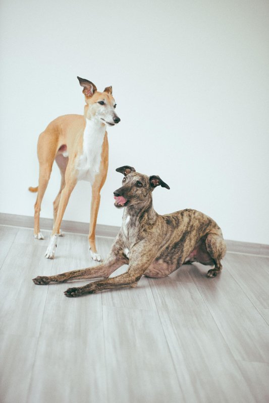 Praxis für Tiere – Dr. Zölch & Dr. Biebel