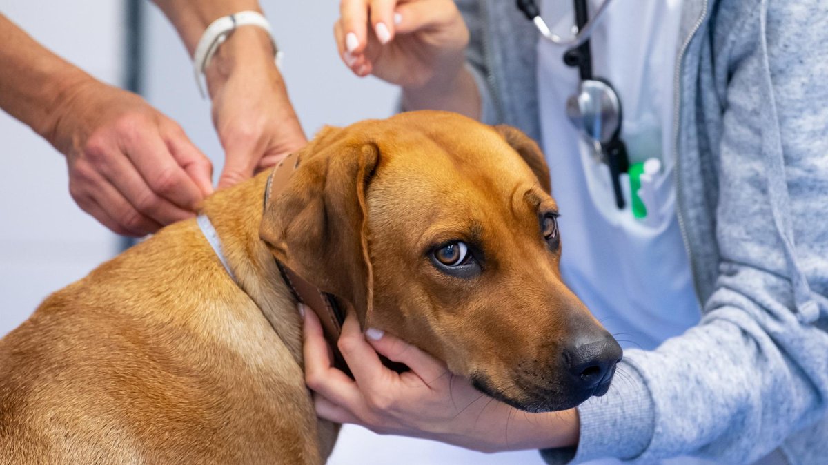 Tierklinik am Nordring