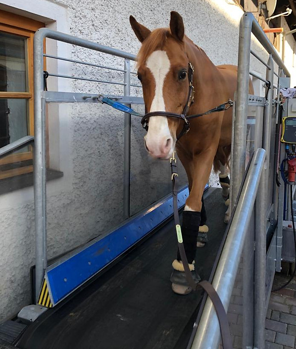 Tierärztliche Klinik für Pferde Wolfesing
