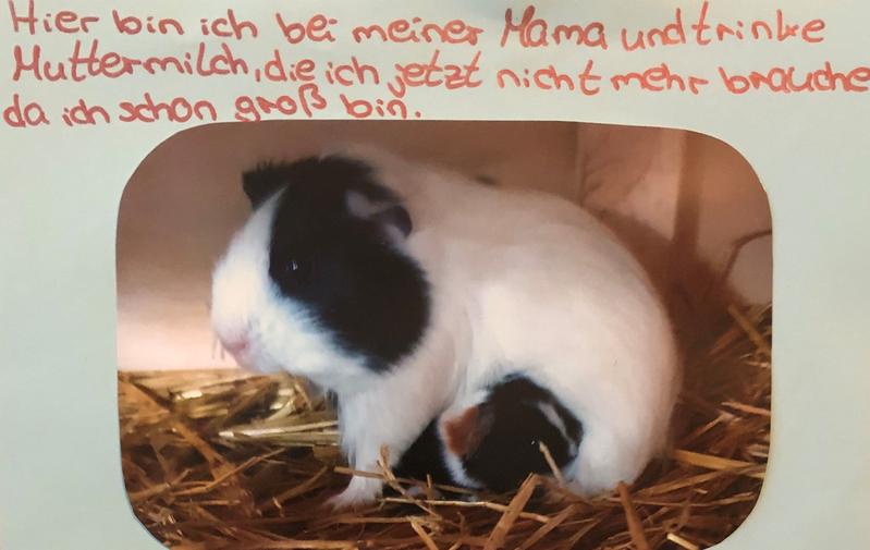 Tierärztliche Gemeinschaftspraxis Dr. G. Oppelland-Störk und Dr. M. Störk