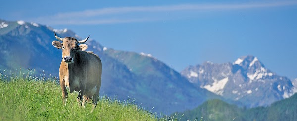 Ilztal Vet Tierärztliche Praxis für Groß und Kleintiere