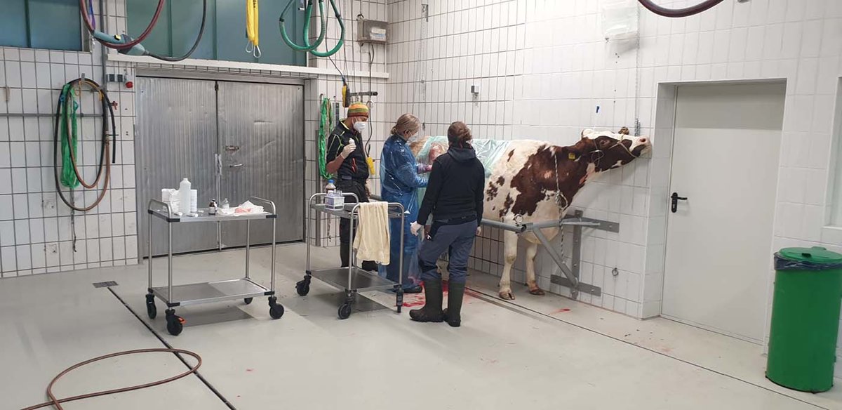 Kuh Zentrum Babenhausen, Tierarztpraxis für Kühe und Rinder, Dres. Querengässer