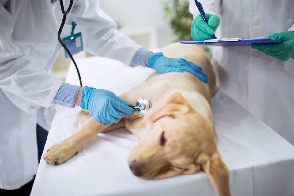 Dr.med.vet. Erich Thomann Tierarzt