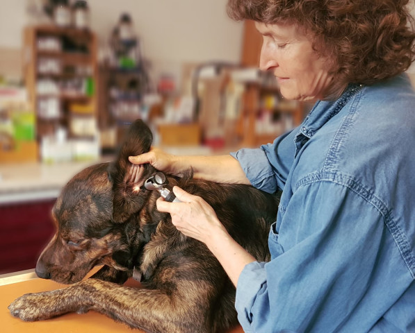 Tierklinik Dinkelsbühl GmbH