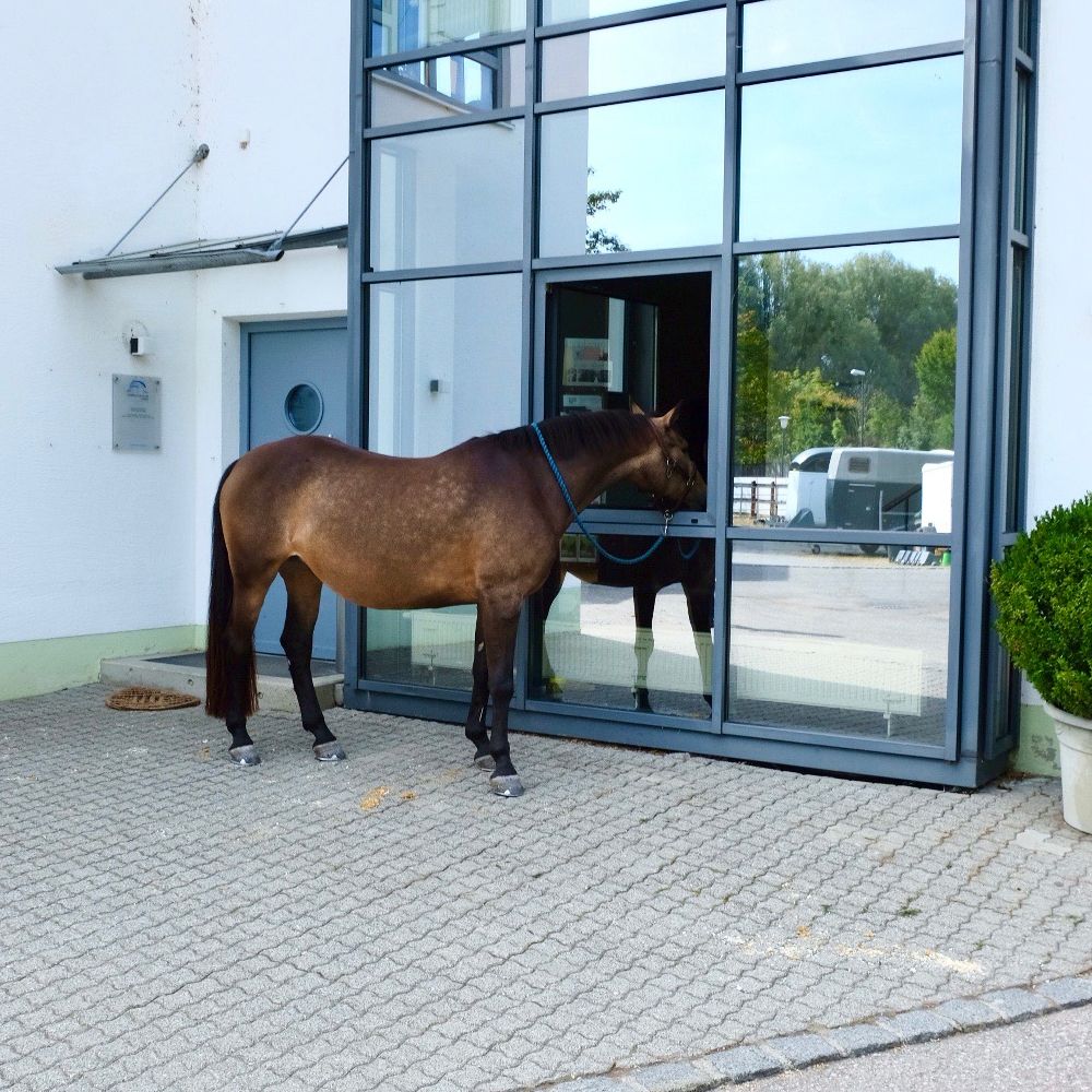 Tierklinik Starnberg - Pferdezentrum