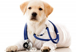 Tierarztpraxis Dr. med. vet. Lothar Adolf Knoll