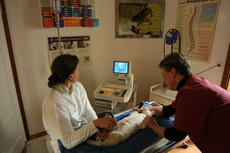 Dr.med.vet. Silke Bretzinger Tierärztin