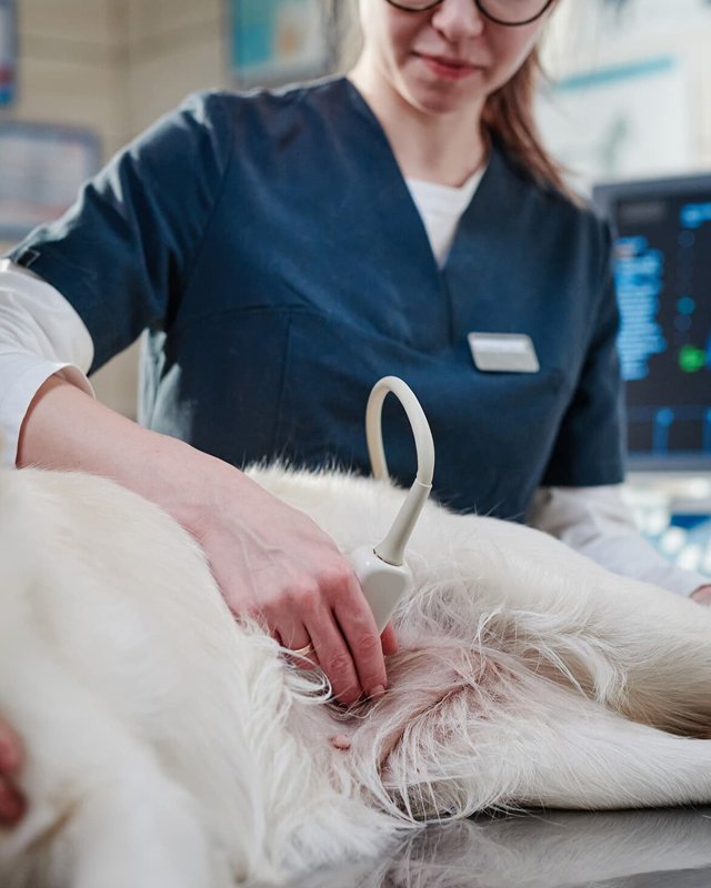 Dr. med. vet. Georg Eller Tiergesundheitszentrum Aurachsmühle