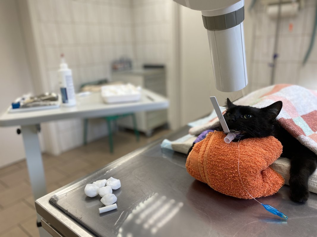 Tierklinik Stadtsteinach Evidensia GmbH (Bereitschaftszeiten siehe Website)
