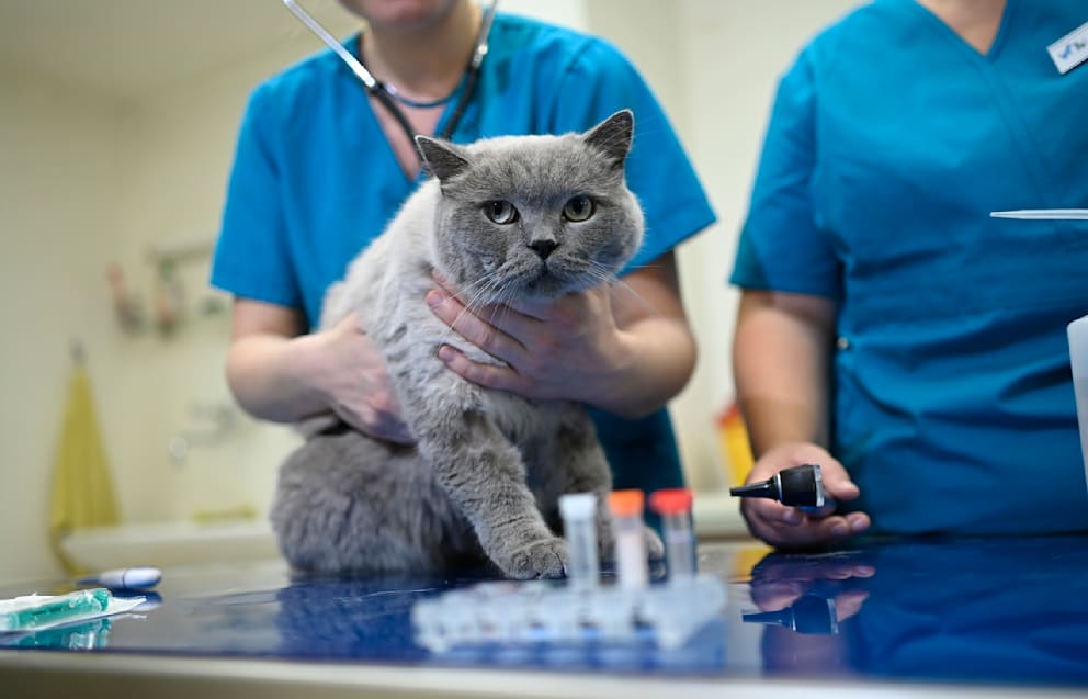 Tierärztliche Praxis für Katzen