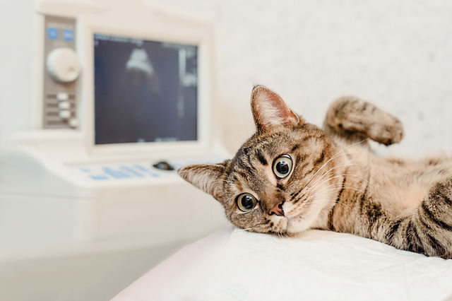 Tierärztliche Klinik Kurzeichet