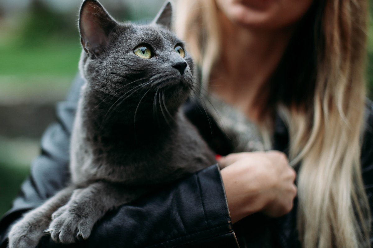 Tierärztliche Praxis für Katzen