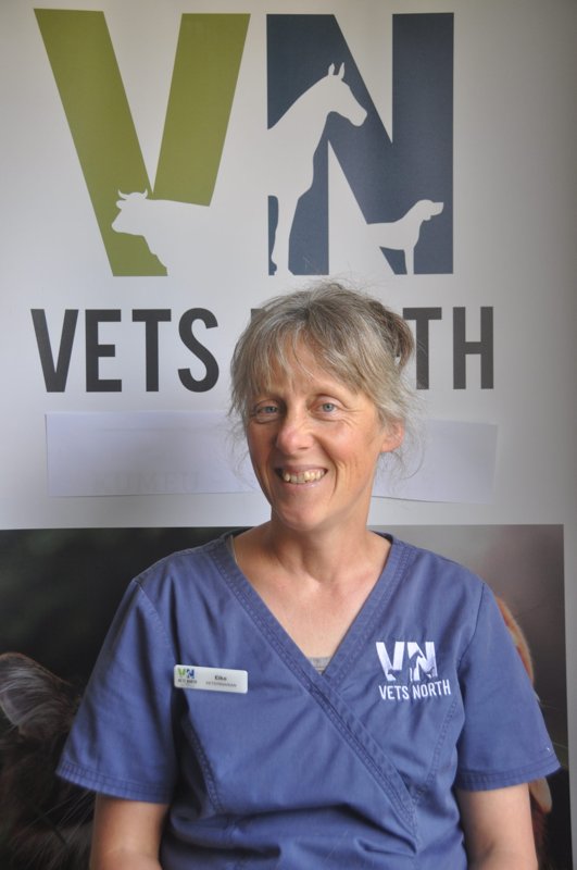 Veitinger W. Dr.med.vet.