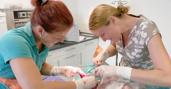 Tierärztliche Praxis Dr. Katharina Kaifel und Dr. Elke Fröhlich