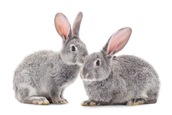 Tierarztpraxis Dr. med. vet. Eva-Maria Harré-Molineux