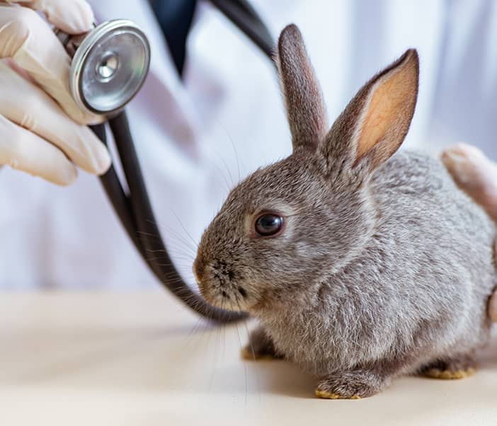 Tierklinik Schierling