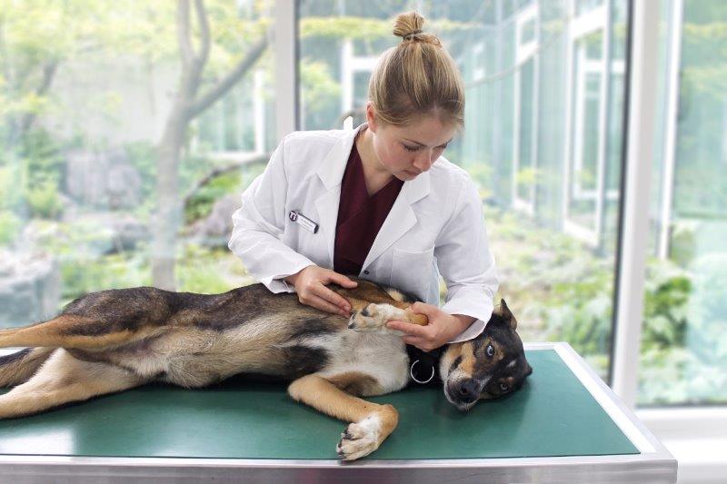 Tierklinik Ismaning