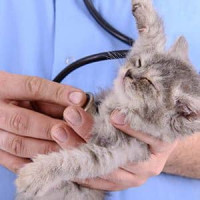 Dr. med. vet. Ursula Heim, Tierärztin