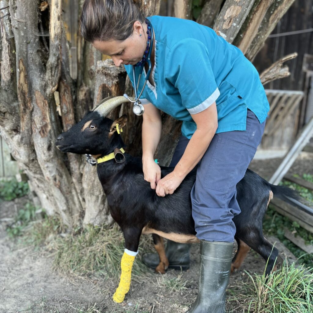 Mobiler Tierarzt Rottal-Inn