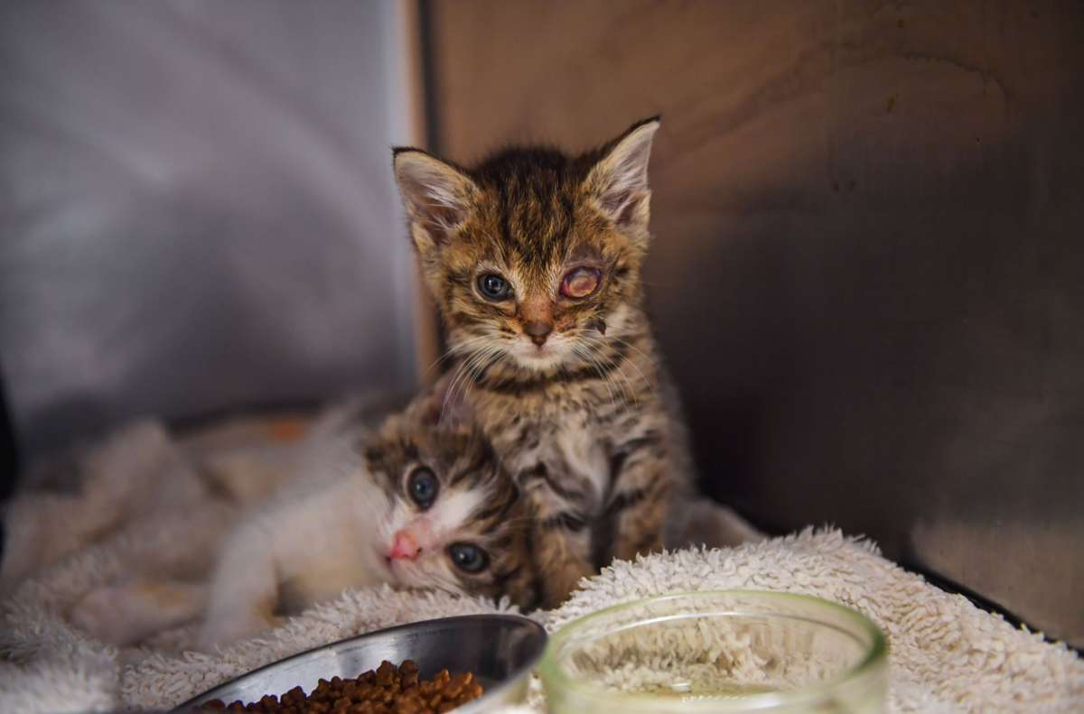 TIERARZTPRAXIS ZIMMERMANN, Katy-Marlen Zimmermann, amtliche Tierärztin