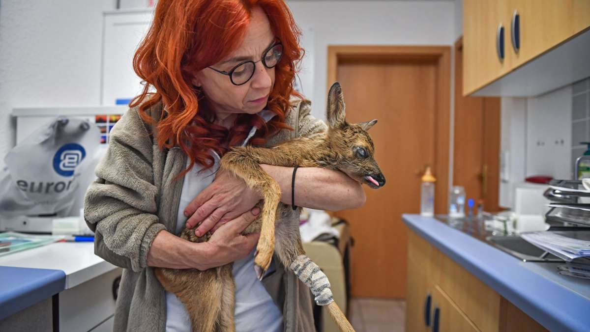 TIERARZTPRAXIS ZIMMERMANN, Katy-Marlen Zimmermann, amtliche Tierärztin