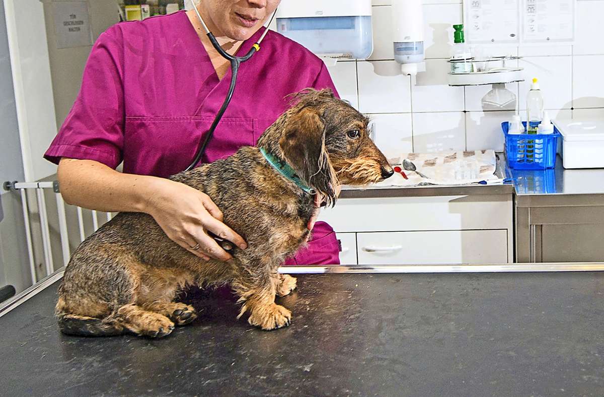 Tierklinik Lautertal