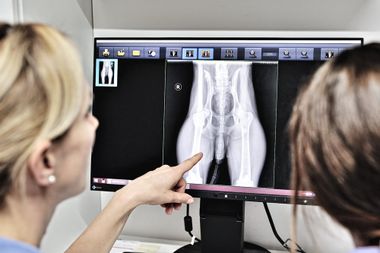 Dr. med. vet. Yvonne Beetz