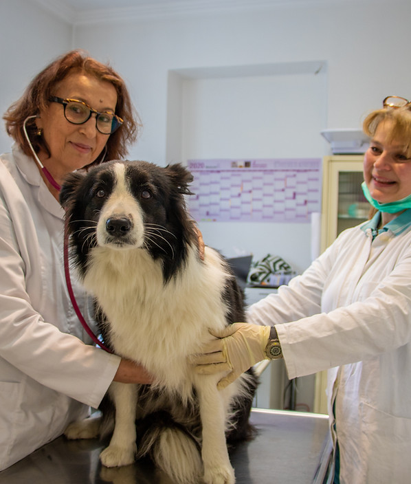 Dr.med.vet. C. Radwanski-Feldhütter Tierärztin