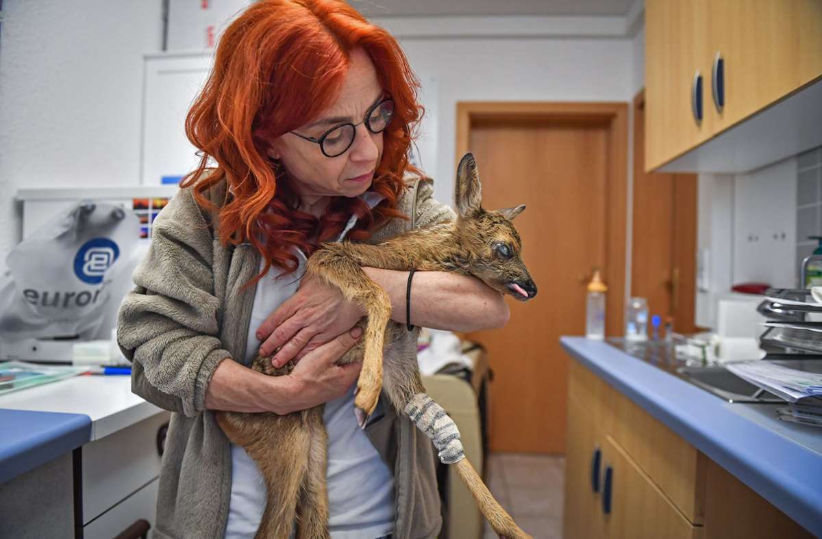 TIERARZTPRAXIS ZIMMERMANN, Katy-Marlen Zimmermann, amtliche Tierärztin