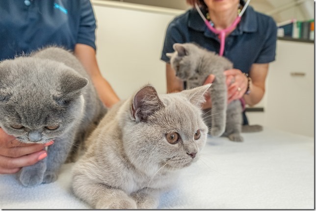 Tierärztliche Gemeinschaftspraxis für Kleintiere - Dr. Astner und Dr. Neumaier