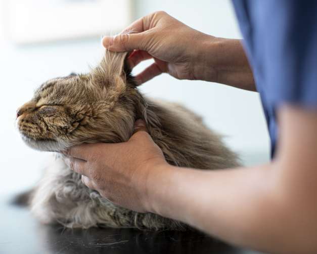 AniCura Tierklinik Haar