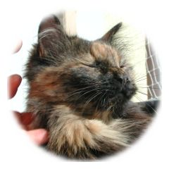 Tierarzt Tom Kaiser Gesundheitszentrum für Kleintiere