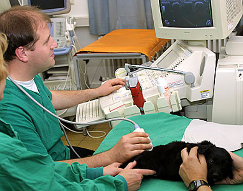 Tierarztpraxis für Kleintiere Dr. med. vet Eduard Krinninger