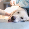 Tierarztpraxis Heidingsfeld Dennis Hahn (vormals Tierklinik Dr. Schneidemann)