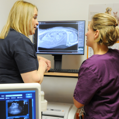 Dr. med. vet. Katharina Gang-Stiller