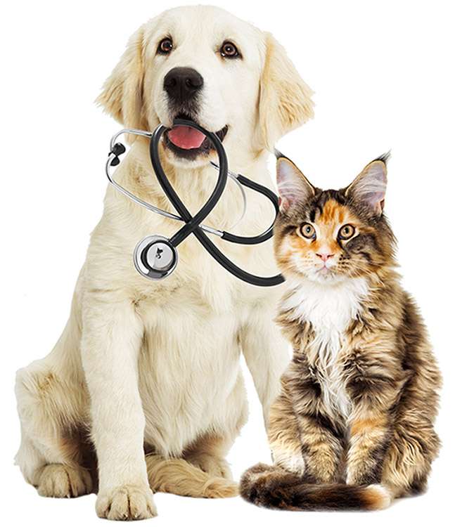 Tierärztliche Gemeinschaftspraxis Dr. Schmidt / Korsawe-Kiemer