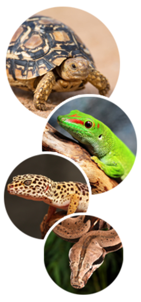 Tierarzt für Reptilien und Fische Dr. Friederike Weinzierl