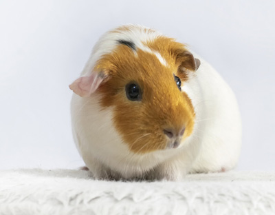 Dr.med.vet. Karin Hegner Tierärztin